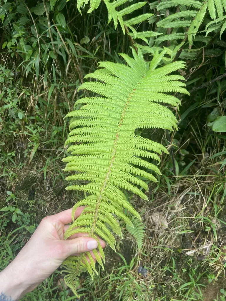 Helecho Gigante De La Sierra
