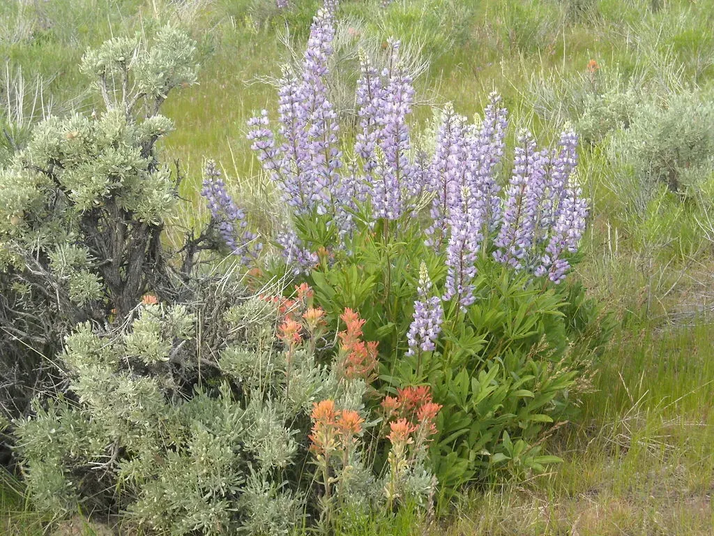Hairy Bigleaf Lupine