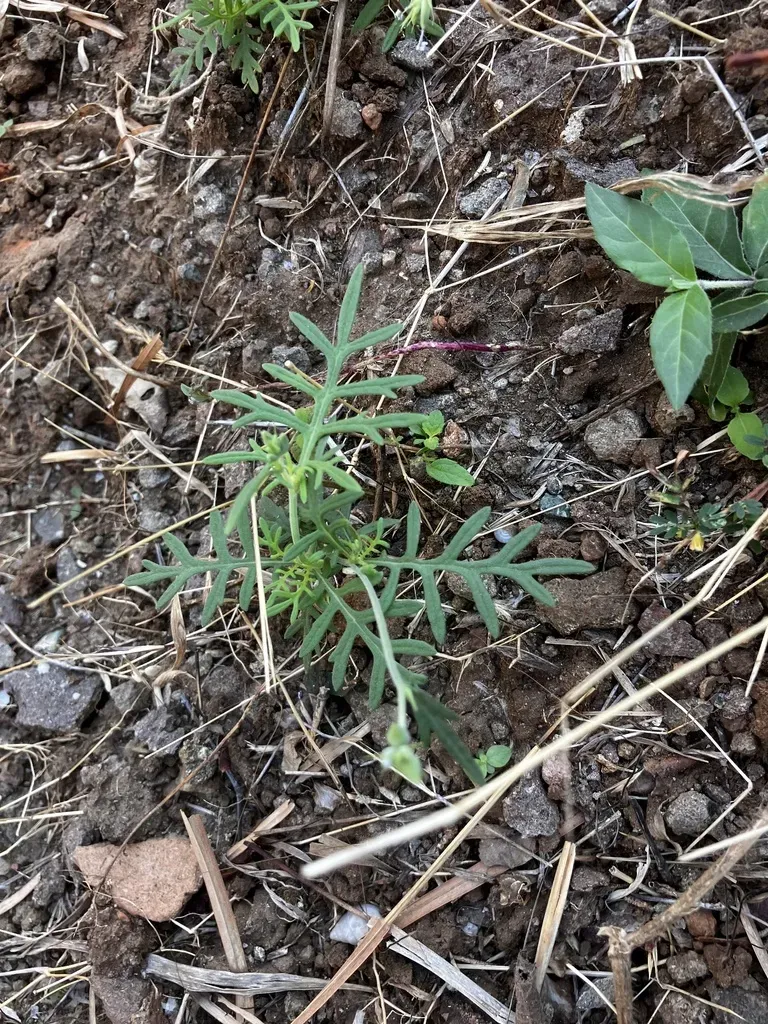 Lavandula Bipinnata