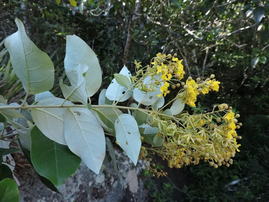 Thryallis Brachystachys