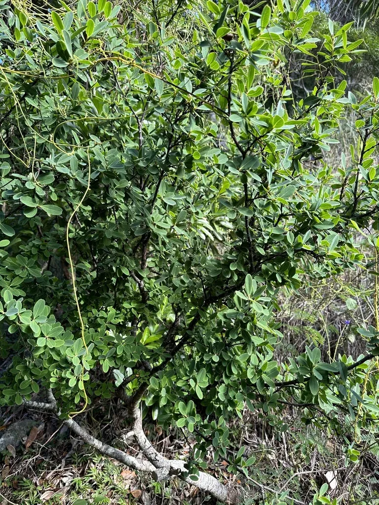 Wikstroemia Pseudoretusa