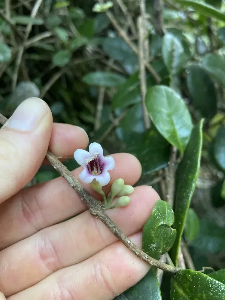 Schlegelia Brachyantha