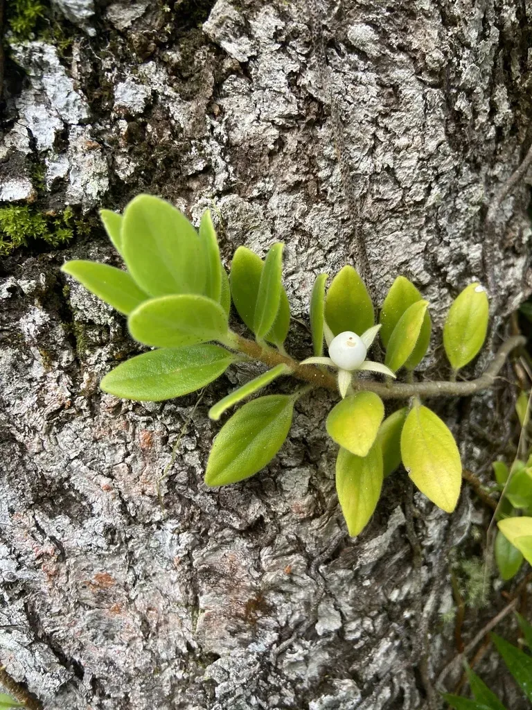 Columnea Scandens