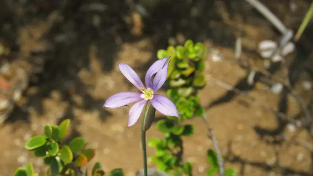 Solenomelus Segethi