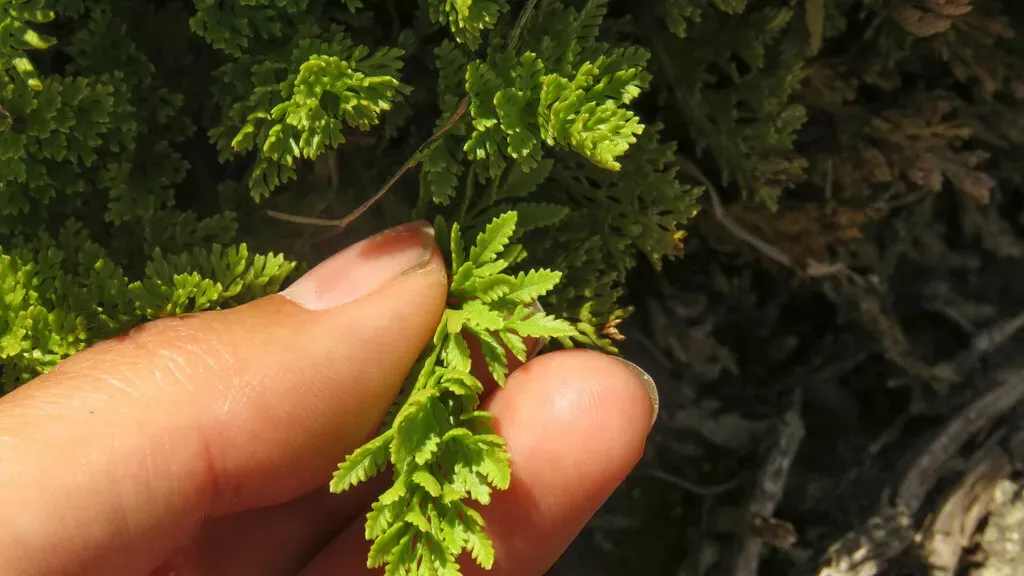 Cryptogramma Fumariifolia