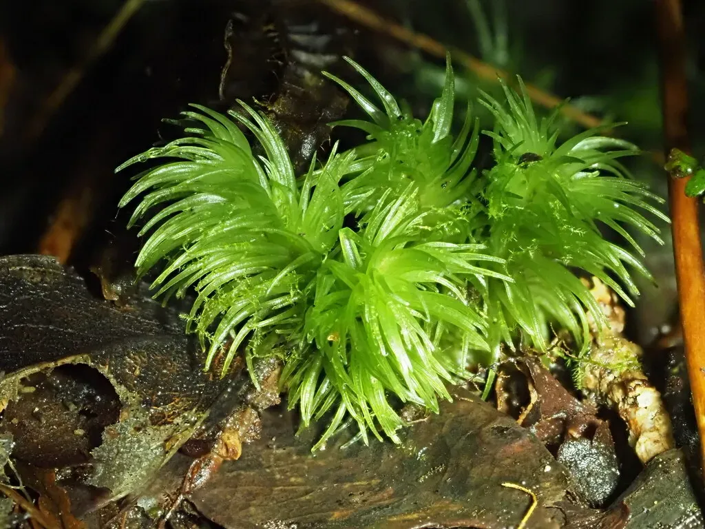 Leucobryum Seemannii