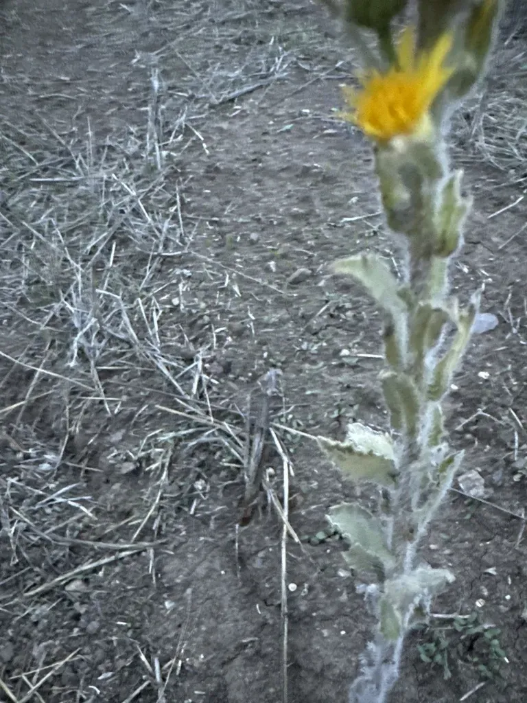 Silk-grass Goldenaster
