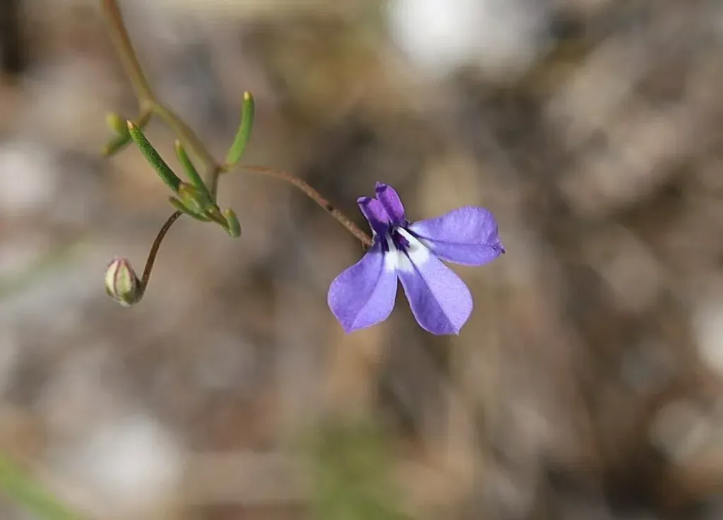 Wire-stemmed Lobelia
