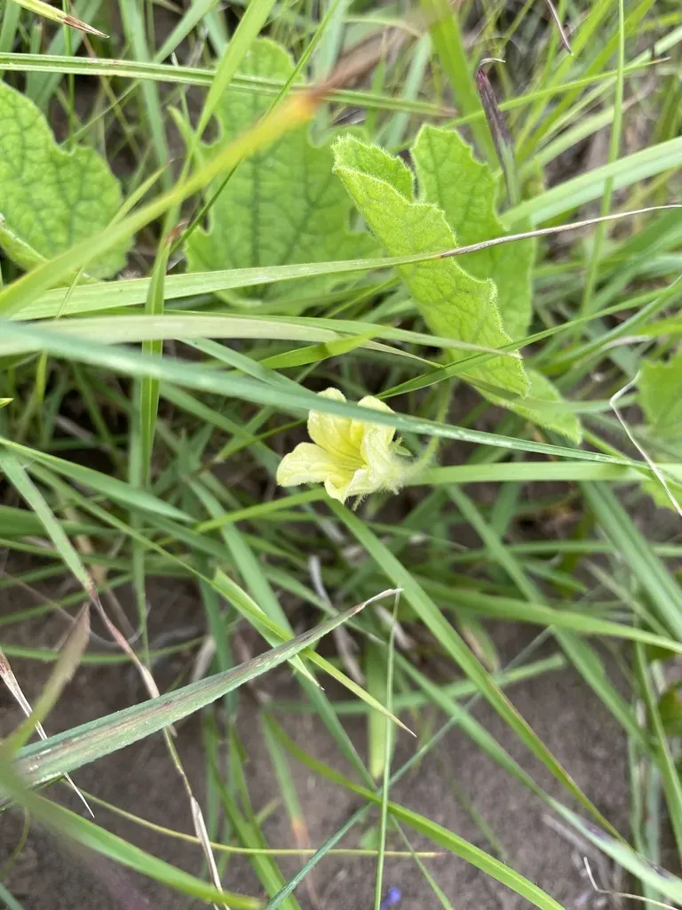 Hairy Wild Cucumber