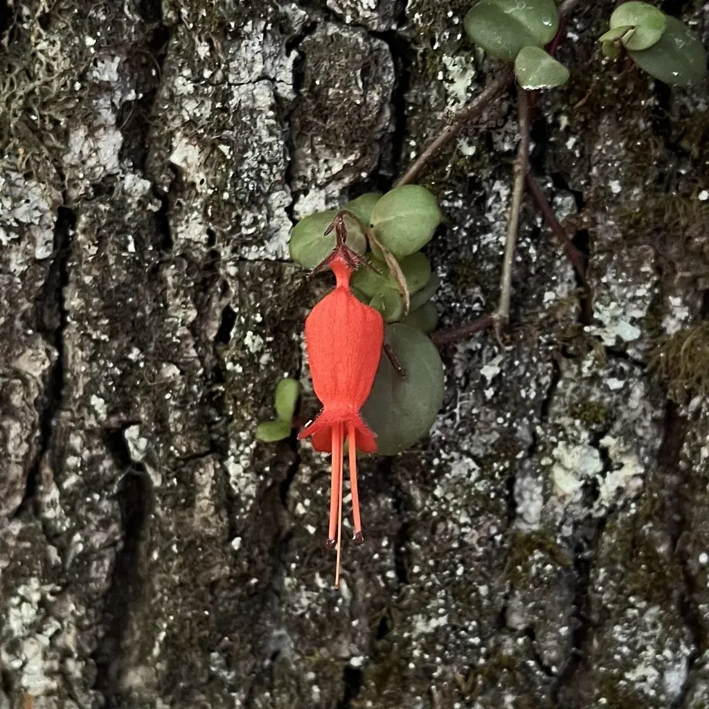 Chilean Pitcher Flower