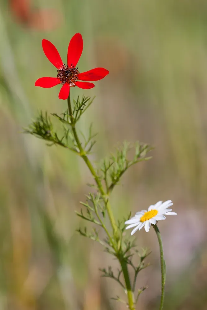 Large Pheasant's-eye