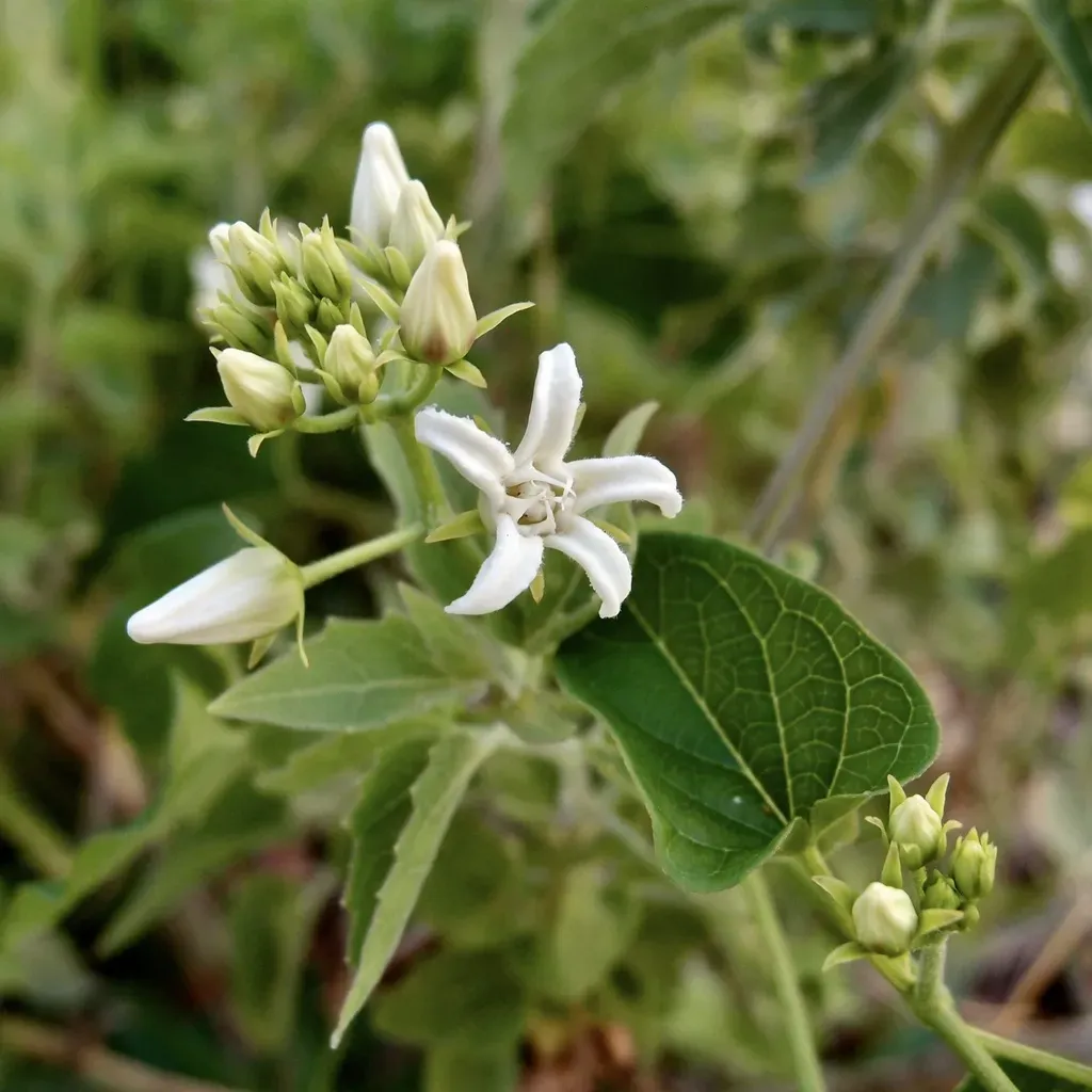 Mexican Swallow-wort