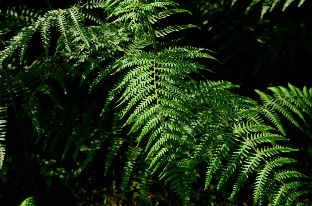 Hawaiian Bracken Fern