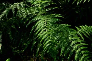Hawaiian Bracken Fern
