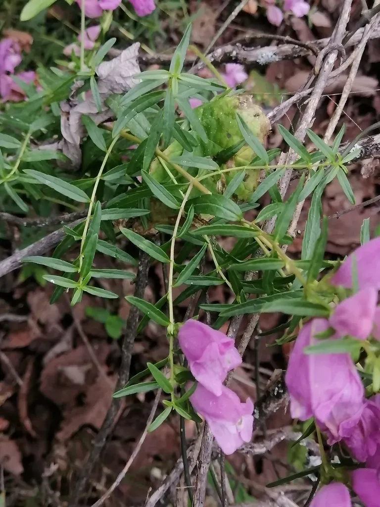 Lamourouxia Dasyantha