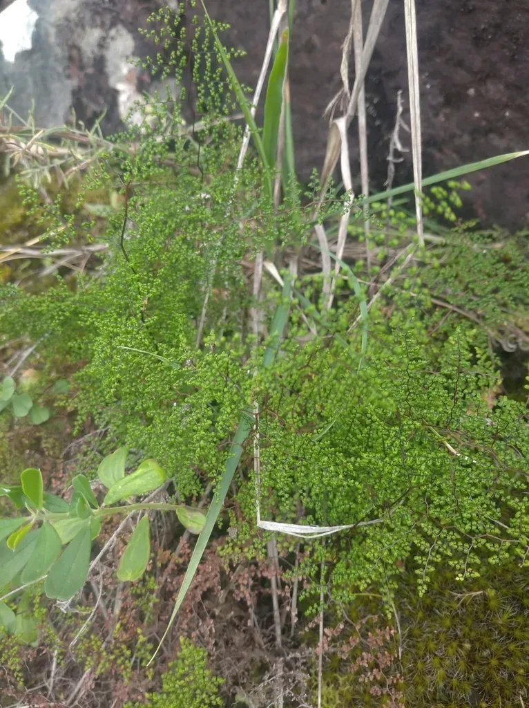 Adiantopsis Dichotoma