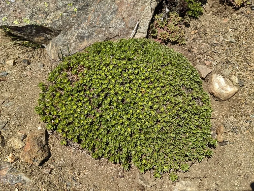 Azorella Nivalis