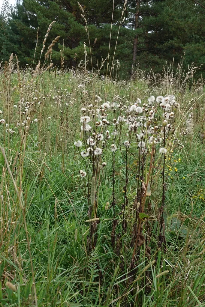 Siberian Hawksbeard