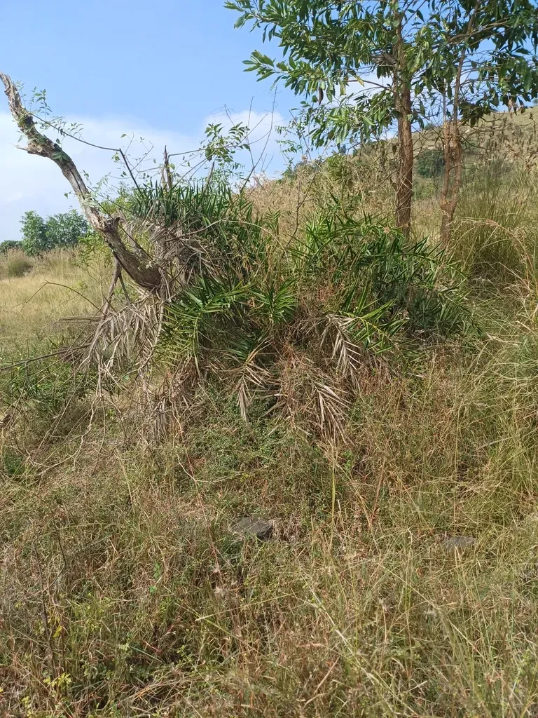 Ceylon Date Palm
