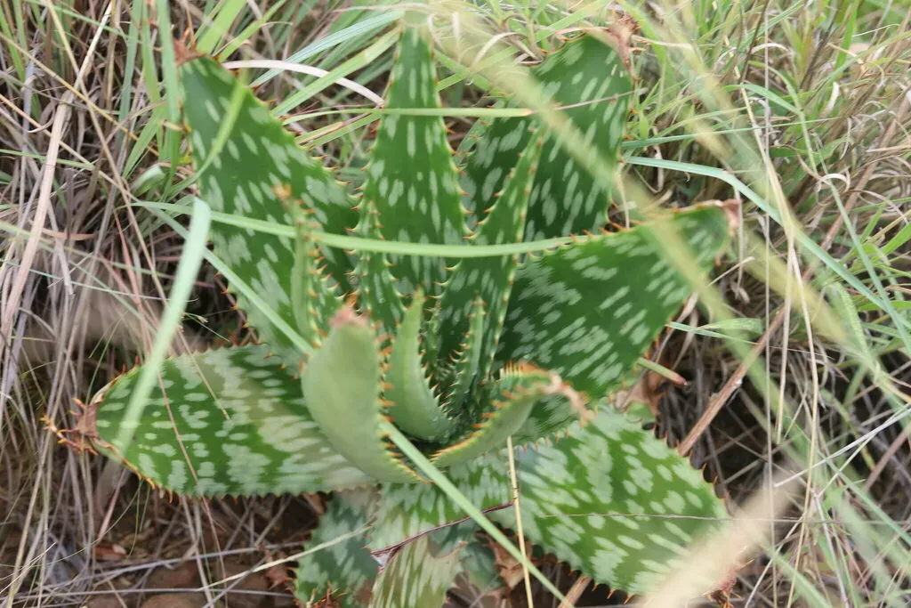 Spotted Aloe