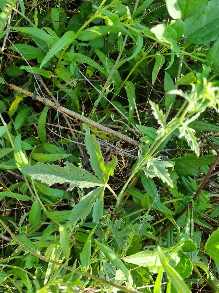 Palm-leaf Marshmallow
