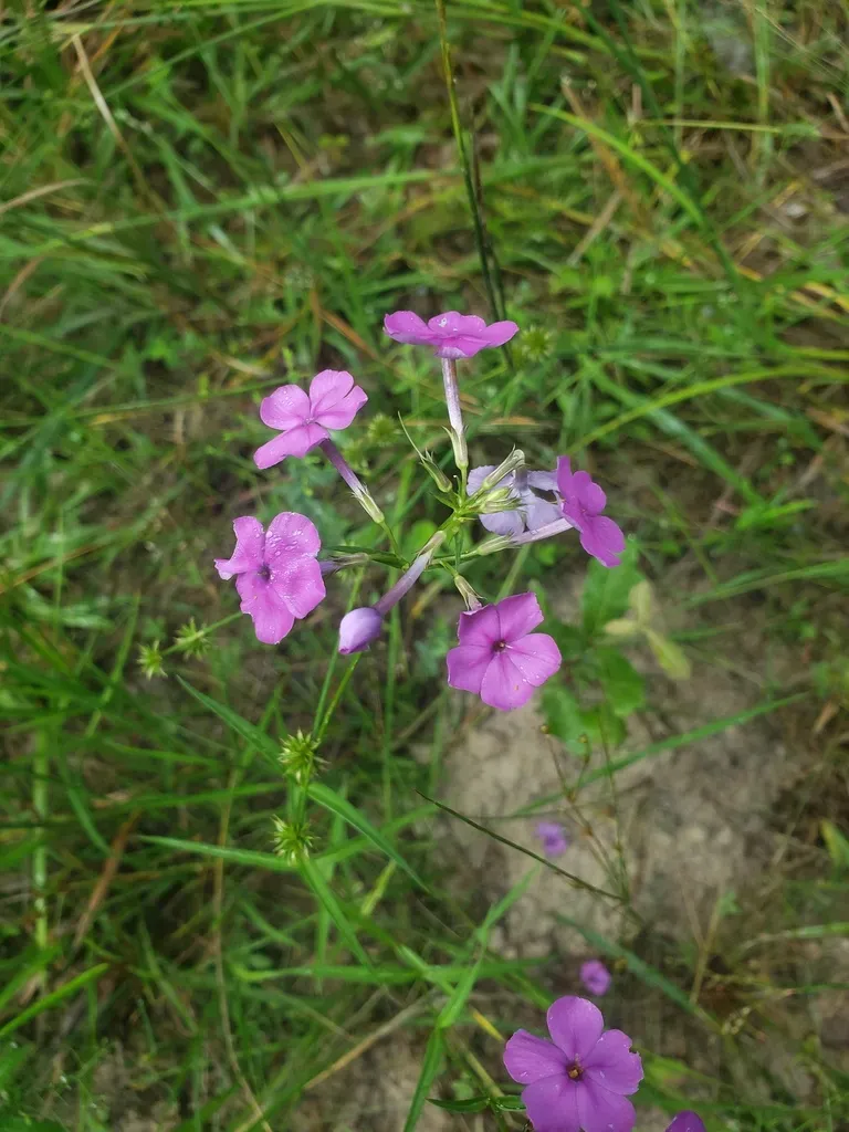 Smooth Phlox