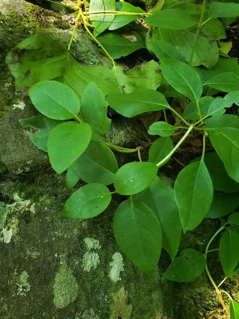 Climbing Hydrangea
