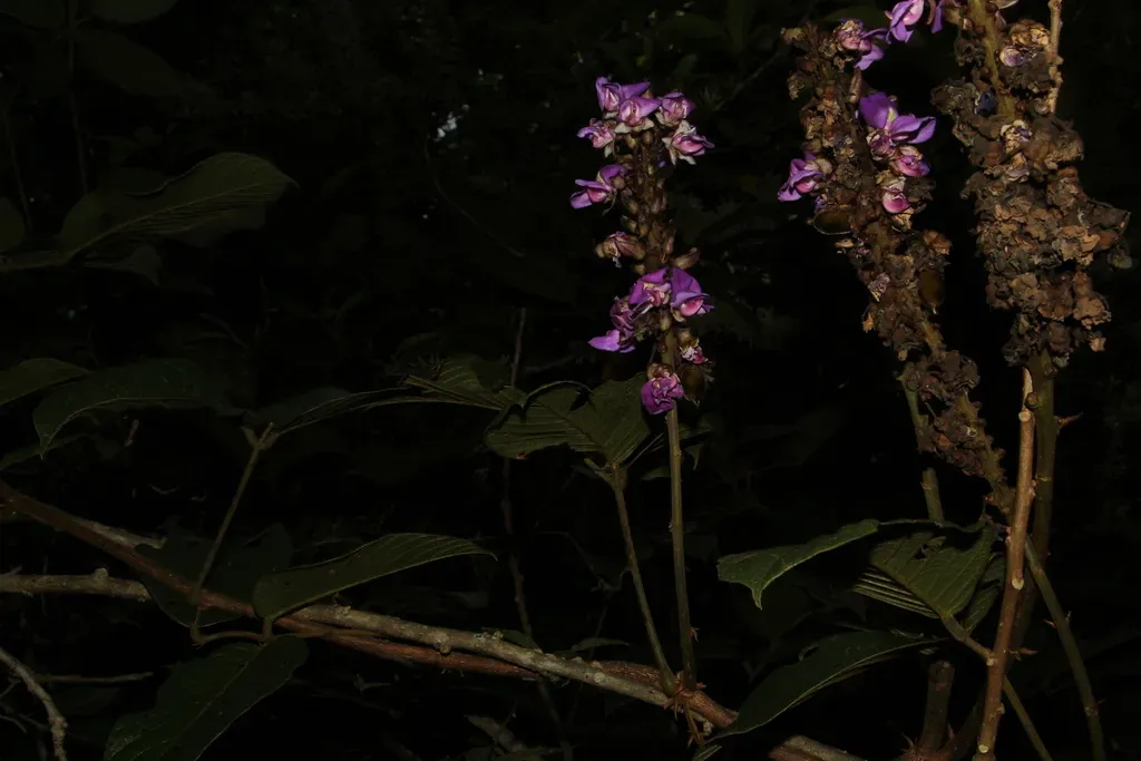 Macropsychanthus Aureus