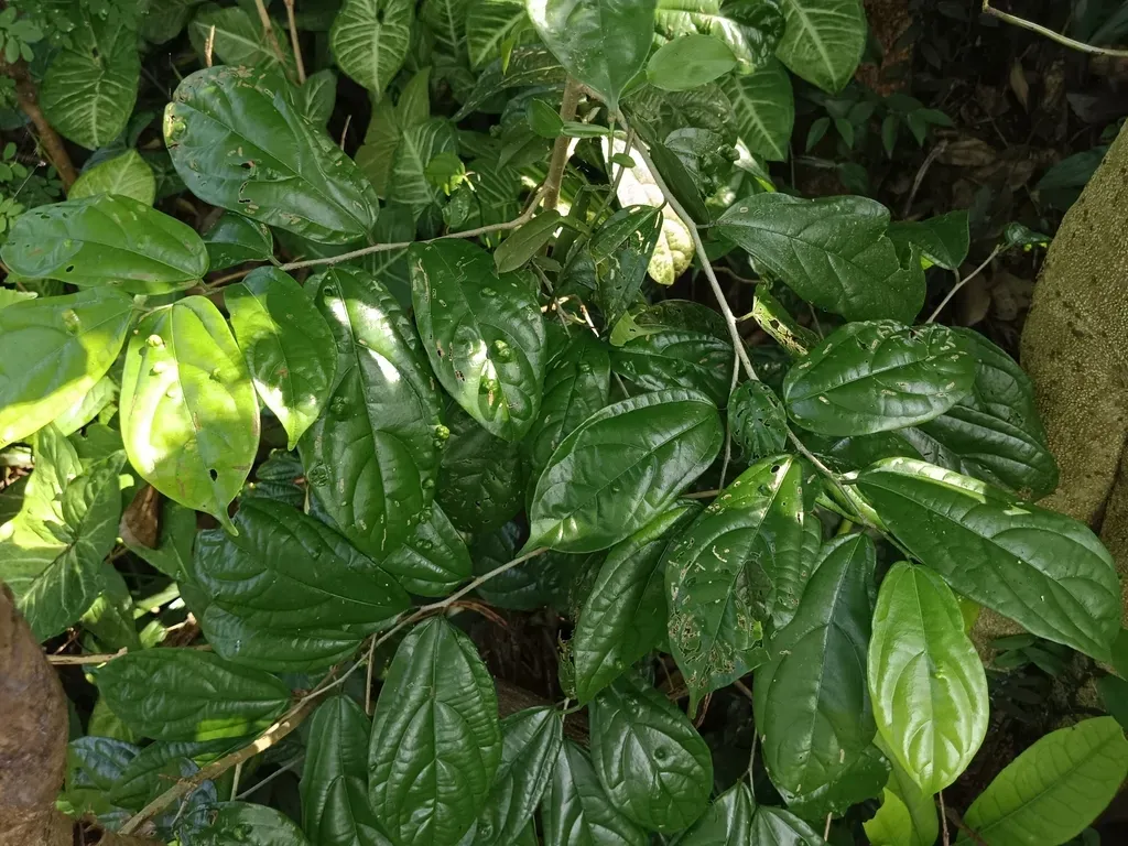 Sage-leaved Alangium