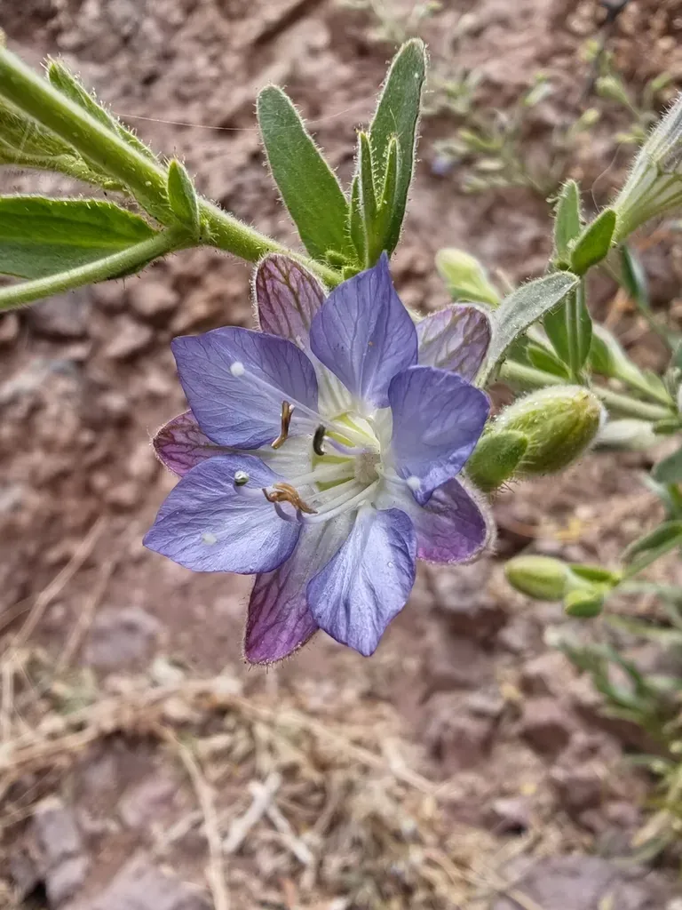 Blue Star Of Cordillera