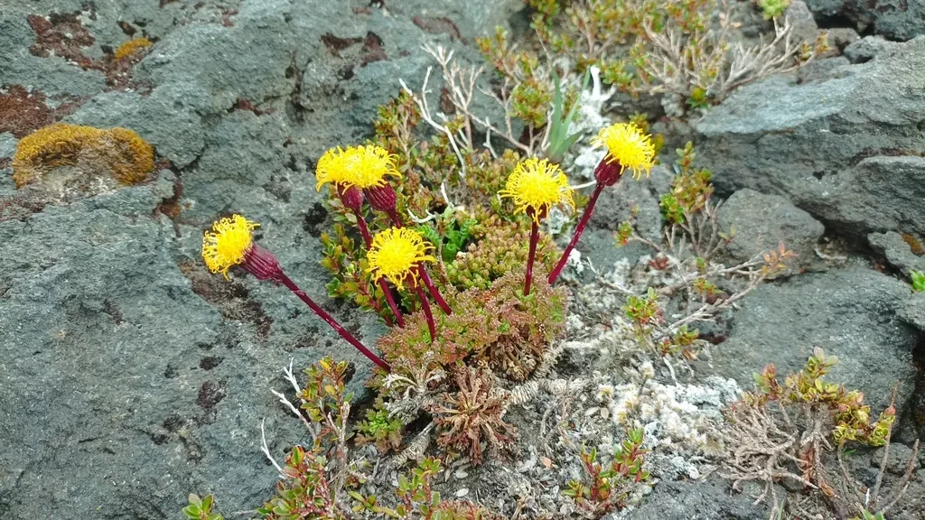 Senecio Subdiscoideus
