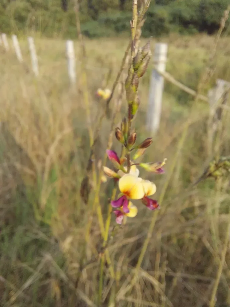 Alysicarpus Longifolius
