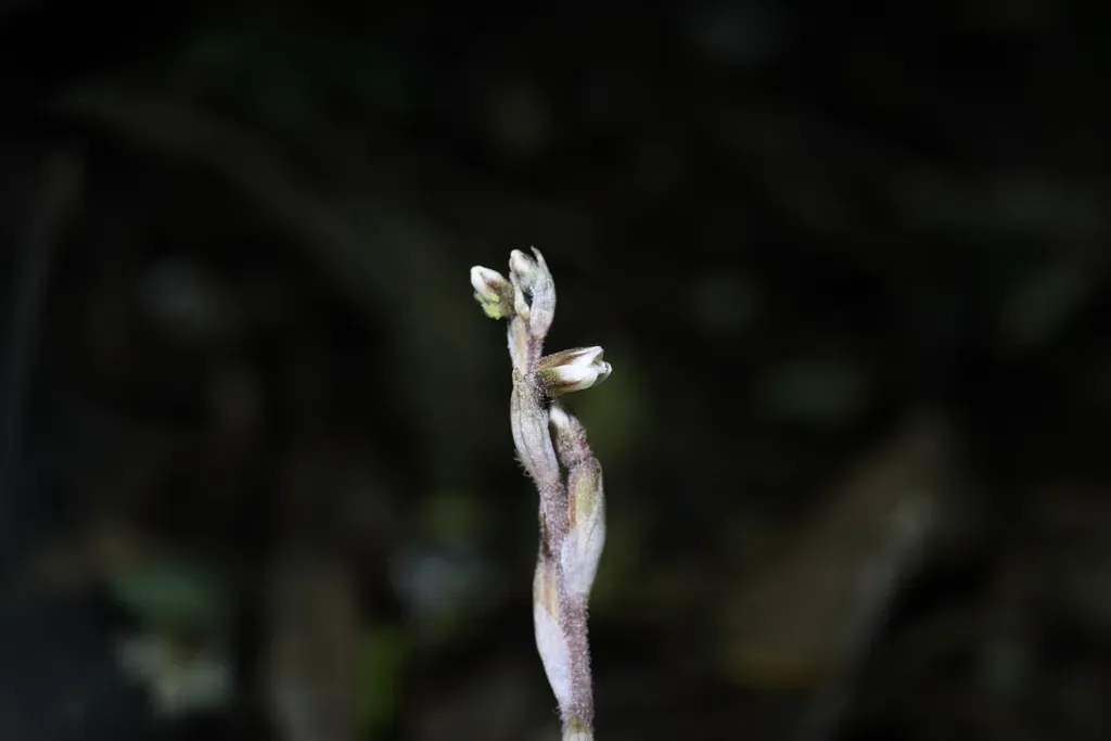 Danhatchia Australis