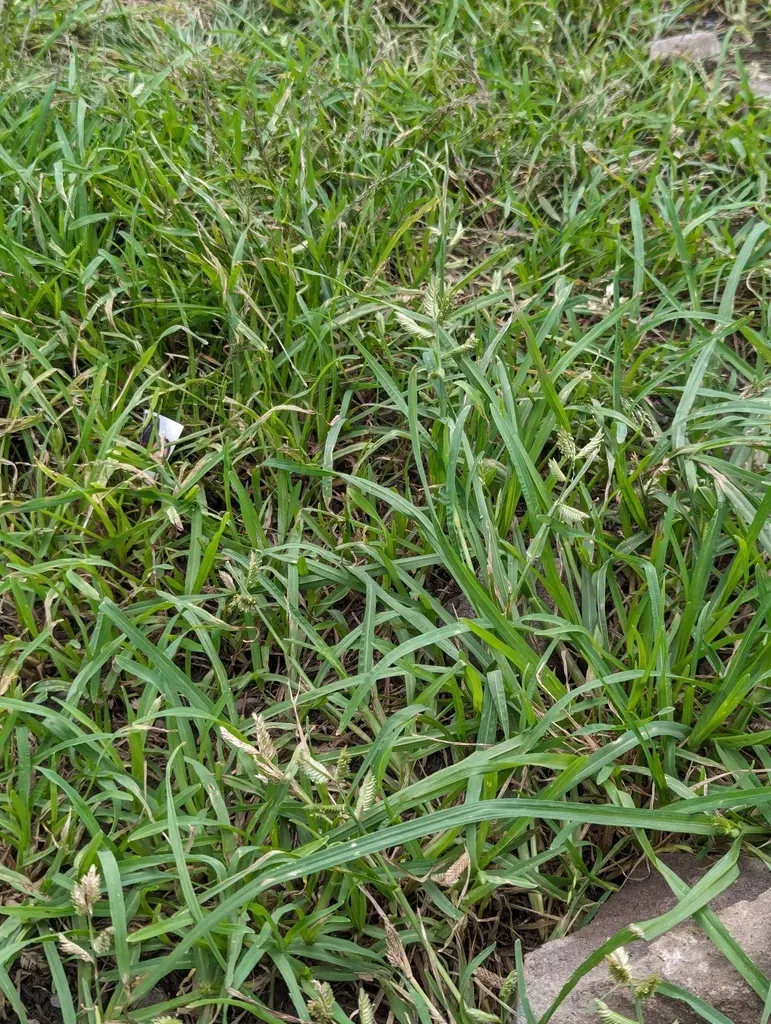 Fat-spiked Yard-grass