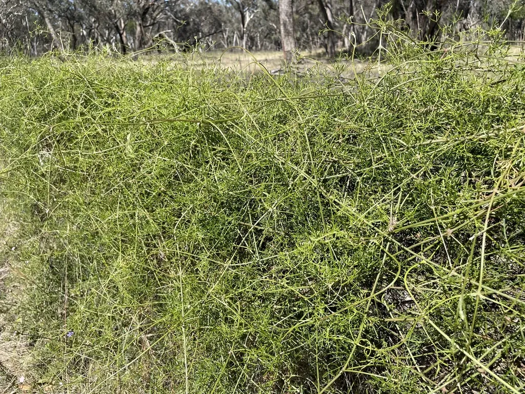 Fine-leaved Clematis