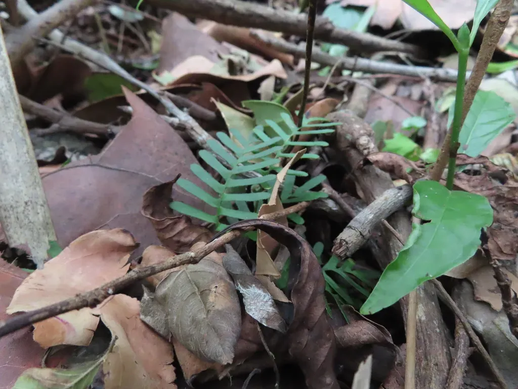 Resurrection Fern