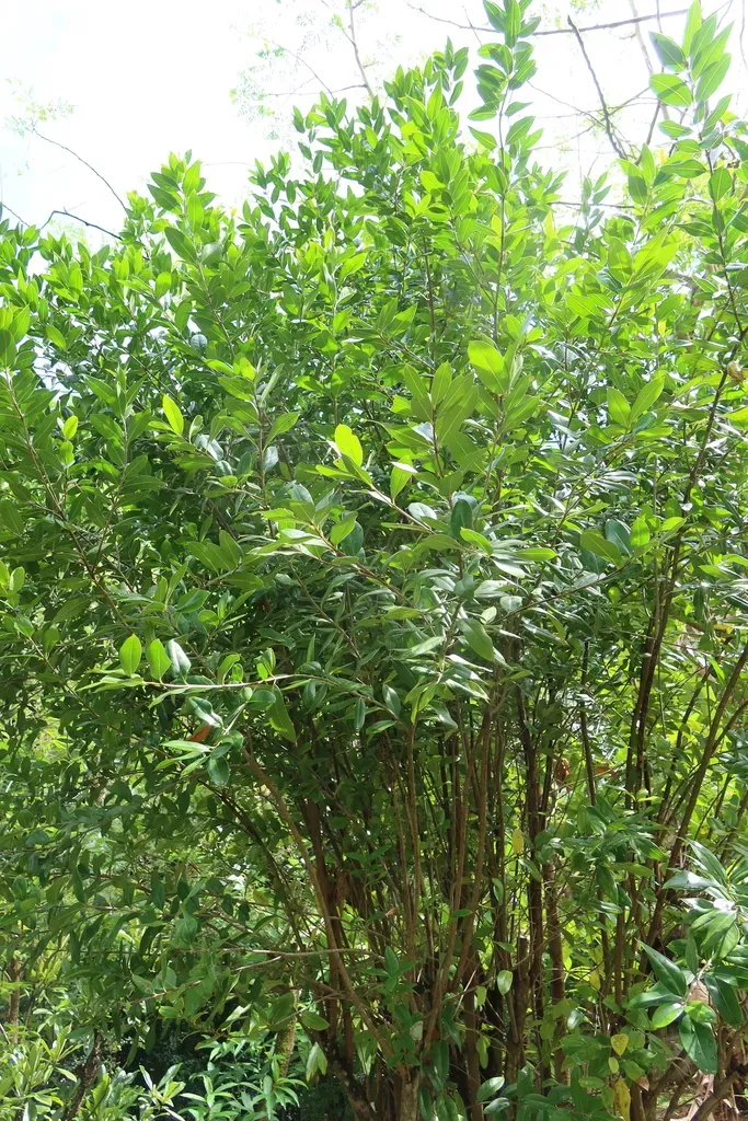 Olea Lancea