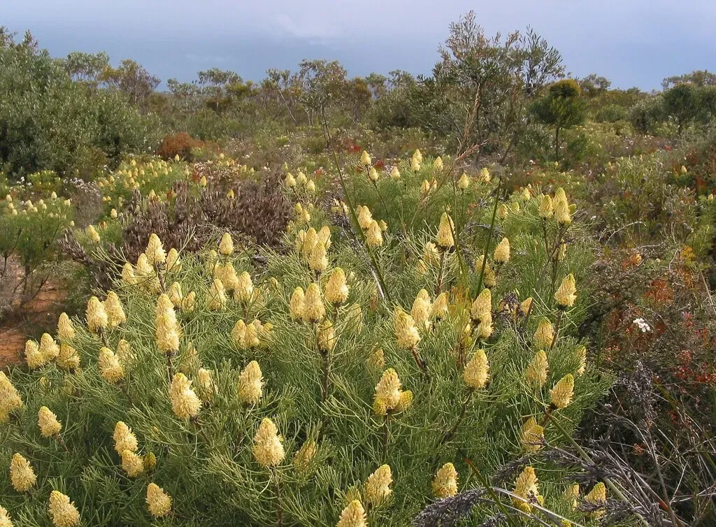 Petrophile Fastigiata