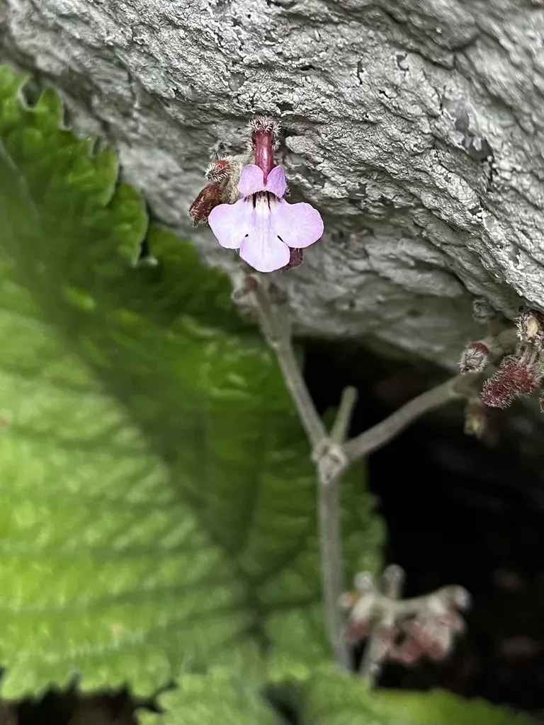 Streptocarpus Pole-evansii