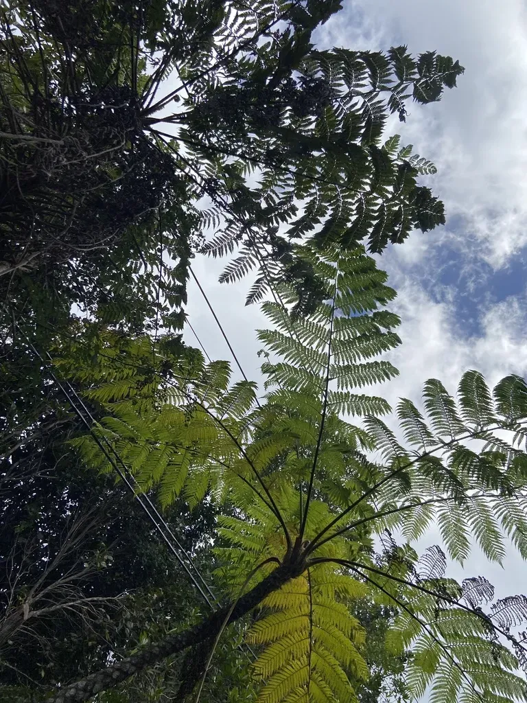 Cyathea Parvula