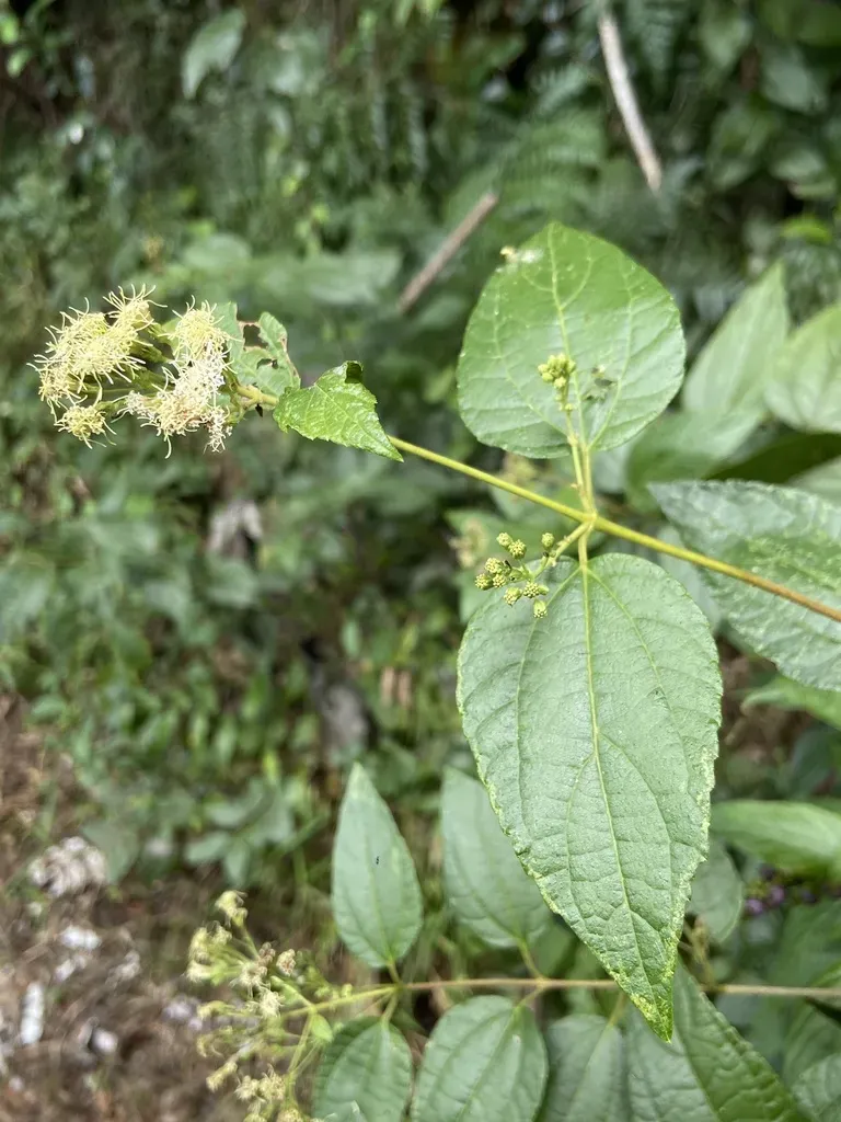 Koanophyllon Polyodon