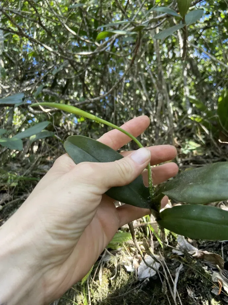 Epidendrum Angustilobum