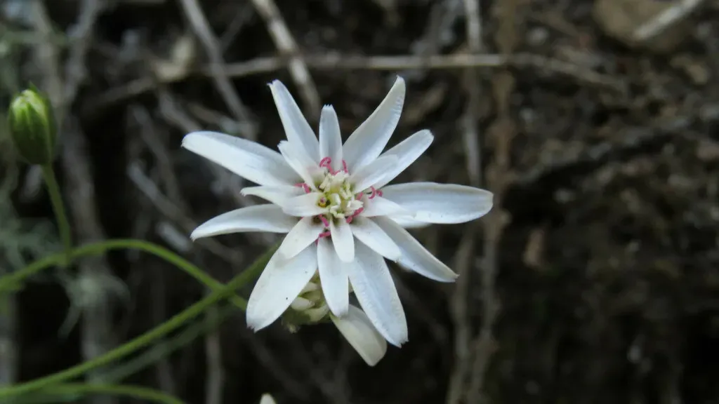 Leucheria Achillaeifolia