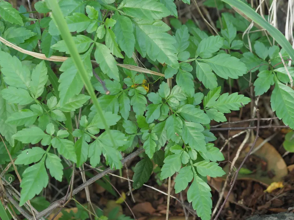 Moldy Bread And Cheese