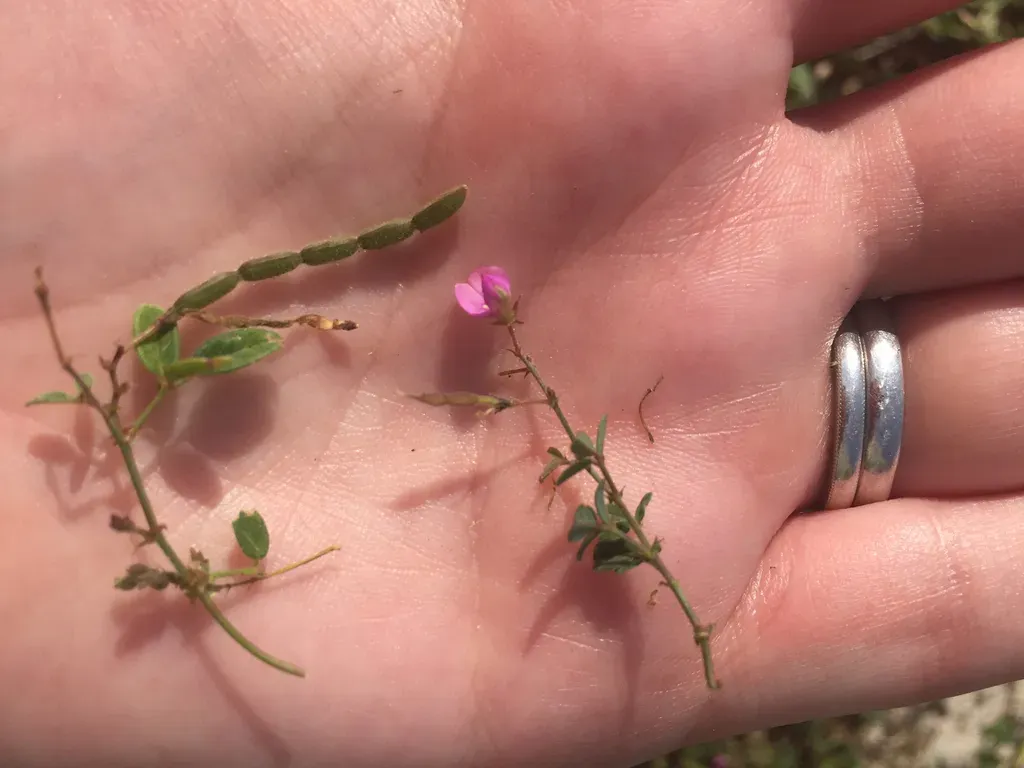 Scorpion Tick Trefoil