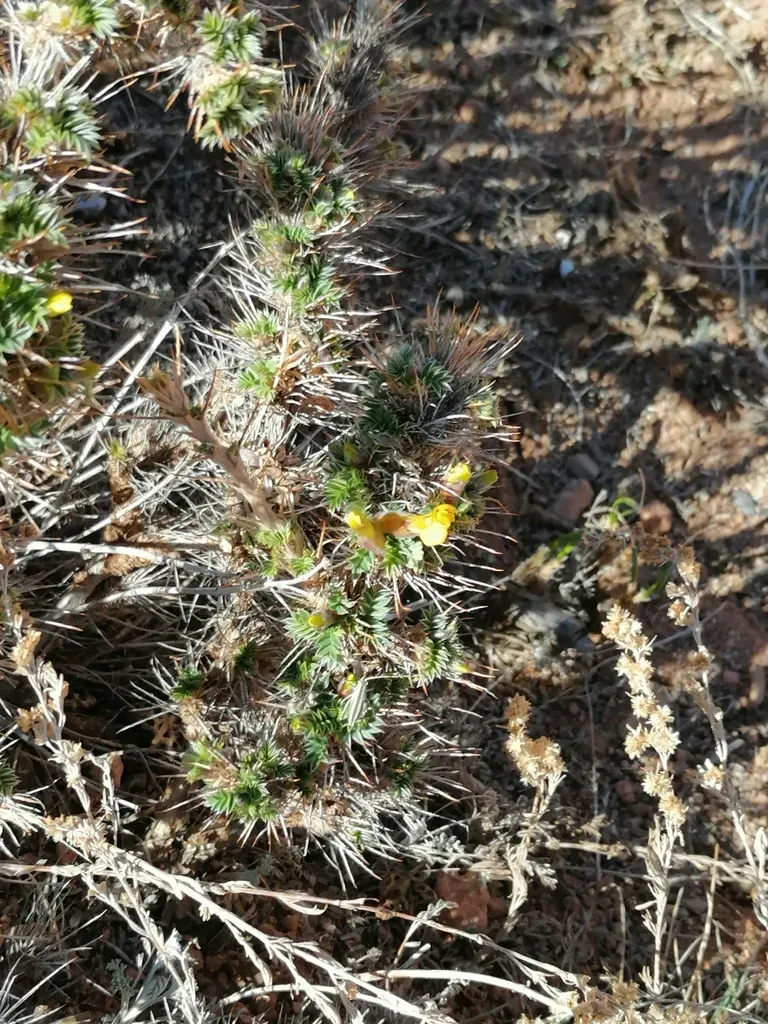 Caragana Acanthophylla