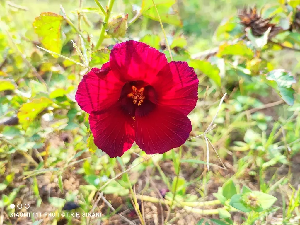 Hibiscus Radiatus