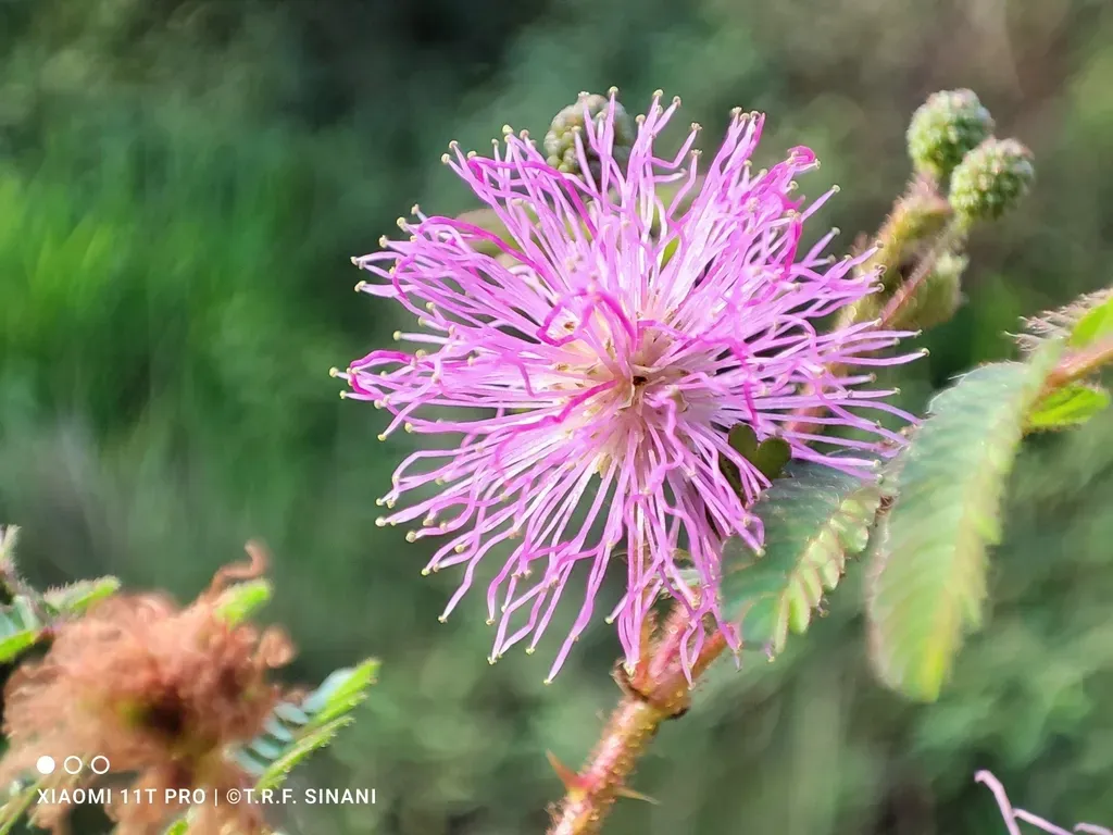 Mimosa Paludosa