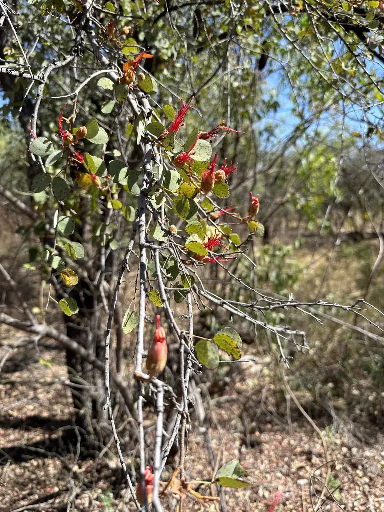 Jigal Tree