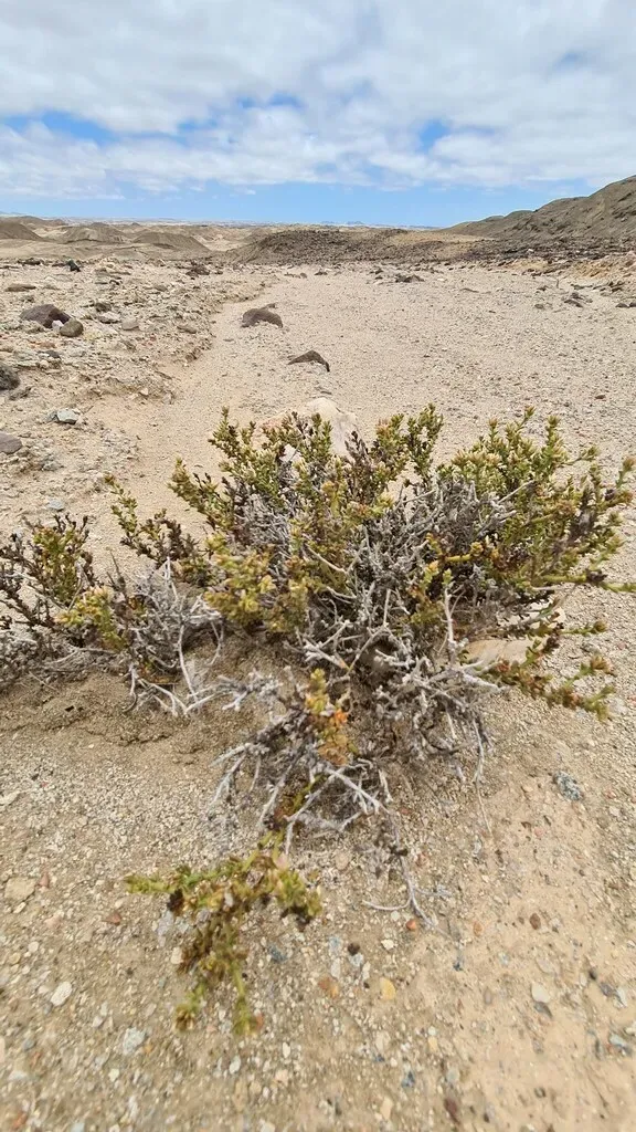 Hermbstaedtia Spathulifolia